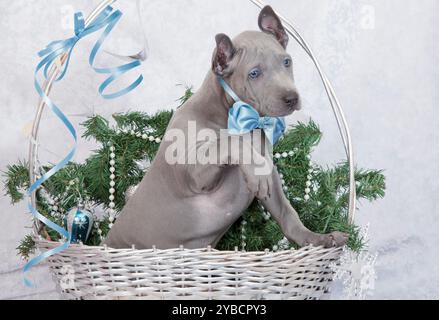 Cucciolo tailandese ridgeback nel cestino di Natale. Due mesi fa Foto Stock