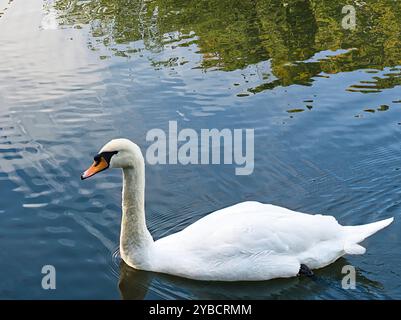 Cigno bianco muto sull'acqua. Un aggraziato cigno bianco nuota sul lago Foto Stock