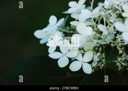 Piccoli fiori bianchi delicati, infiorescenze Hydrangea paniculata Golia su sfondo scuro nel giardino estivo. Orticoltura, floricoltura. Boccioli di fiori Foto Stock