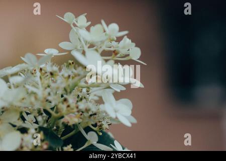 Piccoli fiori bianchi delicati, infiorescenze Hydrangea paniculata Golia su sfondo scuro nel giardino estivo. Orticoltura, floricoltura. Boccioli di fiori Foto Stock