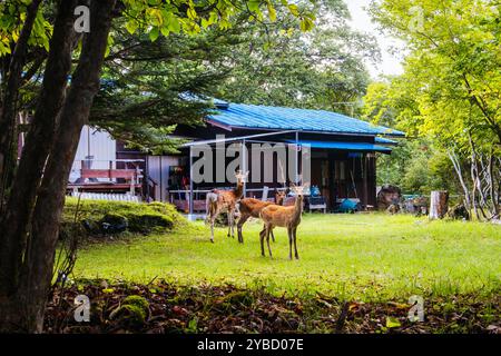 Cascate Tateshina Otaki in Giappone Foto Stock