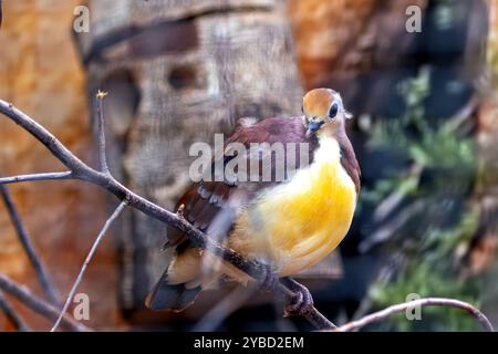 La Quail-dove viola si nutre di semi e frutta. Questa foto è stata scattata al Father Collins Park di Dublino, mostrando la sua rara presenza urbana. Foto Stock