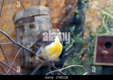 La Quail-dove viola si nutre di semi e frutta. Questa foto è stata scattata al Father Collins Park di Dublino, mostrando la sua rara presenza urbana. Foto Stock