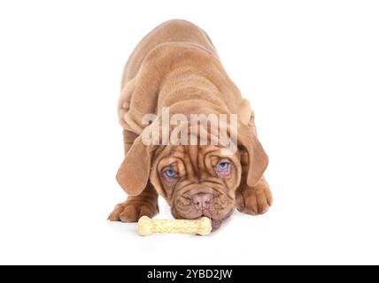 Primo piano di un cucciolo di Dogue De Bordeaux che mangia un osso di cane Foto Stock