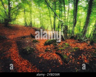 Foresta autunnale con sentiero nella nebbia. Paesaggio da sogno Foto Stock