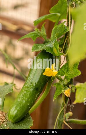 Cetriolo «Socrate», Cucumis sativus «Socrate», foglie e fiori di frutta. Ritratto naturale di piante alimentari da vicino. fruttato, aromatizzato, tradizionale, Foto Stock