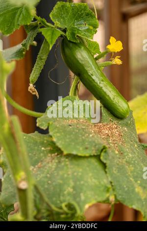 Cetriolo «Socrate», Cucumis sativus «Socrate», foglie e fiori di frutta. Ritratto naturale di piante alimentari da vicino. fruttato, aromatizzato, tradizionale, Foto Stock