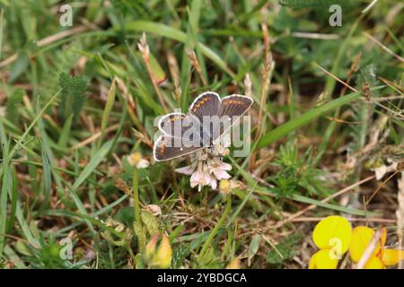 Northern Brown Argus o Mountain Argus ssp. artaserse femmina - Aricia artaserxes Foto Stock