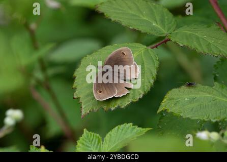 Meadow Brown Butterfly maschio - Maniola jurtina Foto Stock