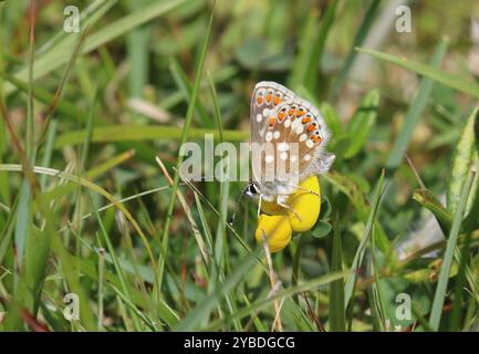 Northern Brown Argus o Mountain Argus ssp. artaserse femmina - Aricia artaserxes Foto Stock