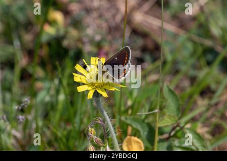 Northern Brown Argus o Mountain Argus ssp. artaserse femmina - Aricia artaserxes Foto Stock