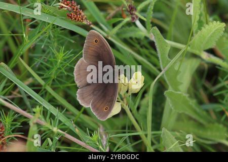 Meadow Brown Butterfly maschio - Maniola jurtina Foto Stock