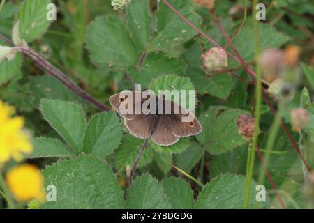 Meadow Brown Butterfly maschio - Maniola jurtina Foto Stock