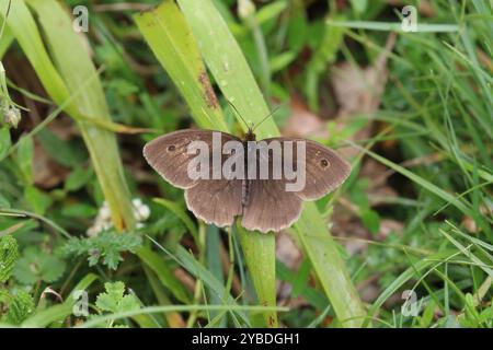 Meadow Brown Butterfly maschio - Maniola jurtina Foto Stock