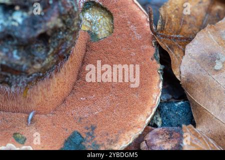 Rubroboletus satanas fungus (noto come bolete di Satana o bolete del Diavolo), Inghilterra, Regno Unito, durante l'autunno Foto Stock