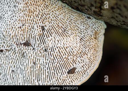 Parte inferiore del fungo a staffa (Daedaleopsis confragosa, chiamato anche poliporo labirinto a pareti sottili) su legno duro durante l'autunno, Inghilterra, Regno Unito Foto Stock