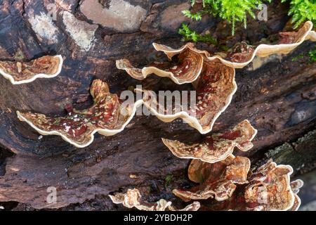 Crosta pelosa (Stereum hirsutum) fungo o funghi su legno morto nel bosco, Inghilterra, Regno Unito, durante l'autunno, chiamato anche falsa coda di tacchino Foto Stock