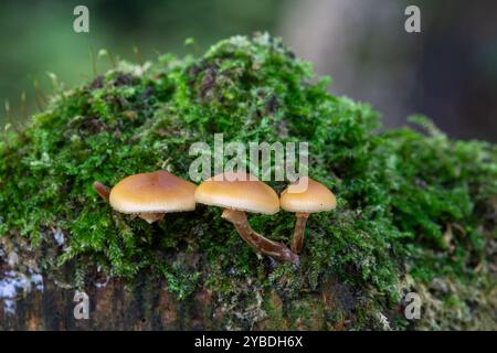 Galerina marginata fungi (chiamata anche campanella funebre, cappellino mortale, cappellino autunnale o galerina mortale), un fungo velenoso mortale, Inghilterra, Regno Unito Foto Stock