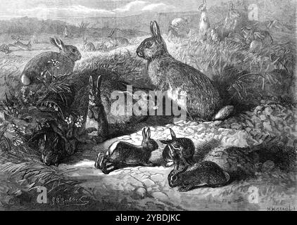 I mesi: Maggio 1871. "Il nostro artista deve aver vissuto in una tana, o con qualche altro mezzo sotterraneo ha acquisito la sua perfetta conoscenza delle abitudini della razza dei conigli. Le posizioni delle creature dal bel pelliccio nel suo schizzo sono molto naturali. I vecchi, con la loro famiglia, intorno a loro, stanno facendo una gita di un giorno; una luminosa mattinata di maggio li ha tentati di lasciare la loro casa isolata sottoterra e di godersi un gambol sulla furia comune. La vecchia madre saggia, che siede a sognare, si suppone, mentre i suoi piccoli saltano e giocano, non è così ignara del mondo intorno come sembra. Lei ha lui Foto Stock