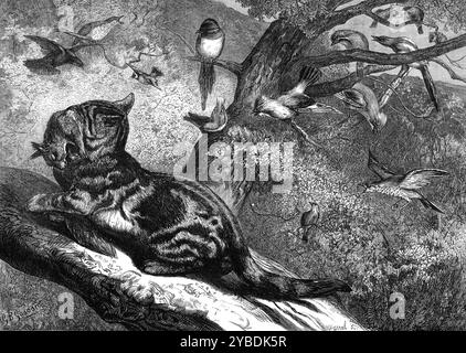 I mesi: Aprile 1871. "La nostra illustrazione della storia naturale britannica... rappresenta un incidente familiare ai... preserver di gioco. I levereti e i giovani fagiani hanno un crudele nemico nel gatto domestico che torna alle abitudini di vita selvaggia e fa arrossire i boschi come una bestia selvaggia di preda. È all'inizio della primavera che... [loro] iniziano le loro depredazioni annuali. Il guardiano sapiente metterà le sue trappole per loro o guarderà per ucciderle con la sua pistola. Molti proprietari di casa nel cuore del paese mancheranno e piangeranno per la perdita di un compagno di casa preferito e di fiducia cham Foto Stock