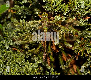 Una donna ben concentrata, Imperatore Dragonfly, Anax imperatore, che riposa su un cespuglio di ginepro. A tutta lunghezza, ben focalizzata e ben mimetizzata. Bellezza naturale. Foto Stock