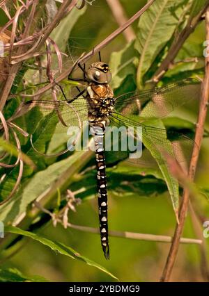 Una vista a tutta lunghezza di un Migrant Hawker Dragonfly, Aeshna mixta, che poggia verticalmente su una certa vegetazione. Primo piano e ben concentrato. Foto Stock