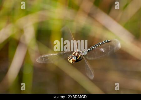 Un Migrant Hawker Dragonfly maschio abbastanza ben concentrato, Aeshna mixta, che vola sopra uno stagno. O sta cercando un compagno o cibo. Una vista di tre quarti. Foto Stock