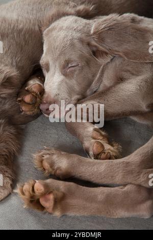Due cuccioli di Weimaraner, di 3 mesi, che dormono su un pavimento Foto Stock
