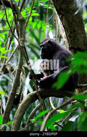 Baby Yaki o Sulawesi Black Monkey (Macaca Nigra) tra le braccia di sua madre nel Parco Nazionale di Tangkoko. Foto Stock