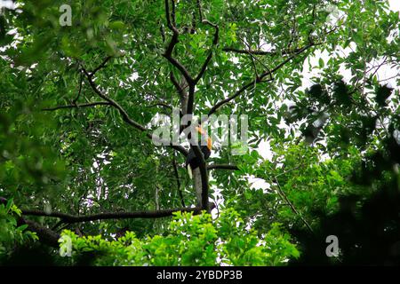 La cresta di Sulawesi o Aceros cassidix, che è l'uccello endemico di Sulawesi arroccato su un ramo d'albero ad alta quota nel Parco Nazionale di Tangkoko. Foto Stock