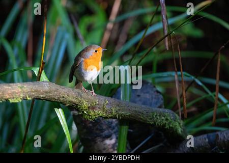 Robin (Erithacus rubecula) Foto Stock