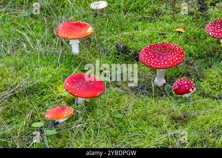 Primo piano di un gruppo di funghi agarici freschi di colore rosso brillante, Amanita muscaria, con sottobosco di muschio stellare Foto Stock