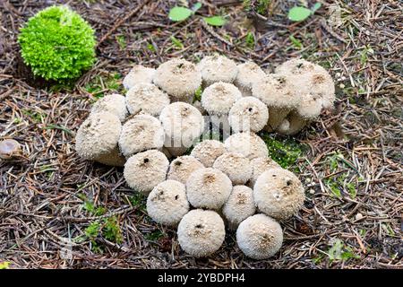 Primo piano di un gruppo di palle comuni, Lycoperdon perlatum, corpo fruttato sferico bianco con dossi a forma di perla, spine e openin chiaramente visibile Foto Stock