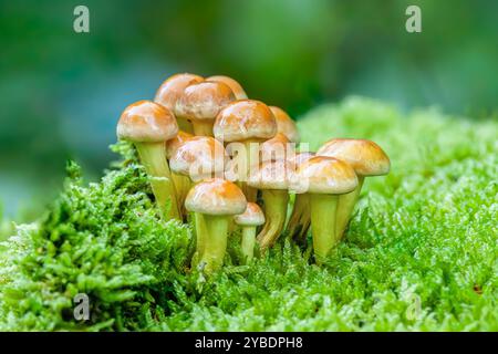 Primo piano di un gruppo di pietre miliari comuni, Hypholoma fasciculare, che cresce circondato dal verde muschio di timo collo di cigno su sfondo sfocato Foto Stock