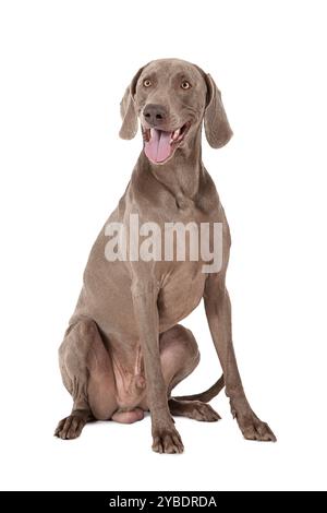 Ritratto di un cane Weimaraner di 3 anni su bianco Foto Stock