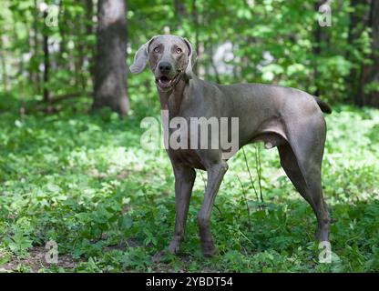 Cane Weimaraner a pelo corto, 3 anni, all'aperto Foto Stock