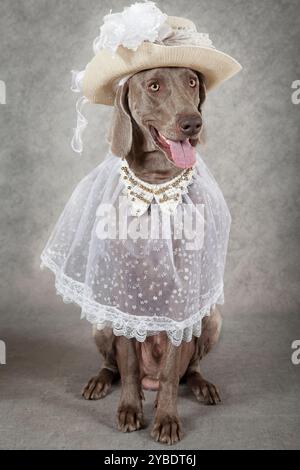 Ripresa verticale di un bellissimo cane Weimaraner con cappello e mantello Foto Stock