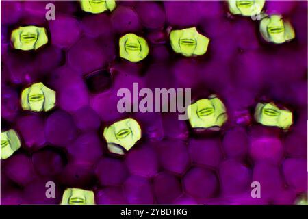 primo piano di una foglia di trade scantia sotto il microscopio che mostra lo stomata a 10 volte la magnificatio Foto Stock