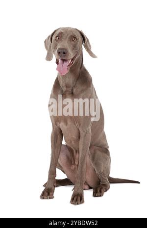 Ritratto di un cane Weimaraner di tre anni su bianco Foto Stock