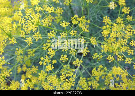 Ridolfia segetum, finocchio falso, prezzemolo di mais, falsa carrucola, Libano Foto Stock