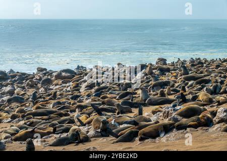 Otarie orsine sulla spiaggia della riserva di foche di Cape Cross vicino a Swakopmund, Namibia, Africa Foto Stock