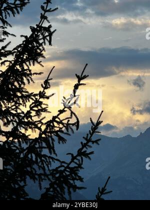 Profilo di un pino Foto Stock