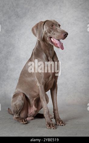 Ritratto del cane Weimaraner di tre anni, seduto di fronte a sfondo grigio Foto Stock