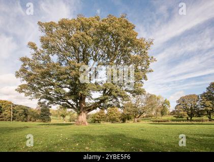 Identificazione dell'albero e incertezza su cosa sia esattamente questo magnifico albero. Situato in un campo sul retro di St Peter's, Coniston Cold. Foto Stock