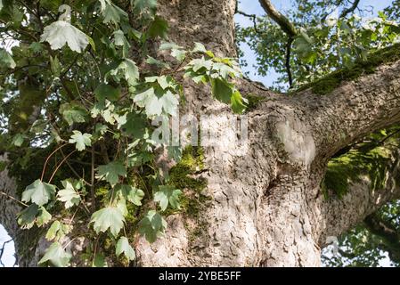 Identificazione dell'albero e incertezza su cosa sia esattamente questo magnifico albero. Situato in un campo sul retro di St Peter's, Coniston Cold. Foto Stock