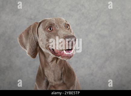 Ritratto del cane Weimaraner di tre anni, di fronte a sfondo grigio Foto Stock