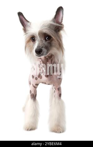 Foto in studio del cane Crested cinese senza capelli, 1,5 anni, isolato su bianco Foto Stock