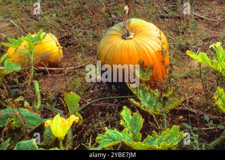 Toppa per zucca. Coltivazione di zucche a Long Island New York USA Foto Stock