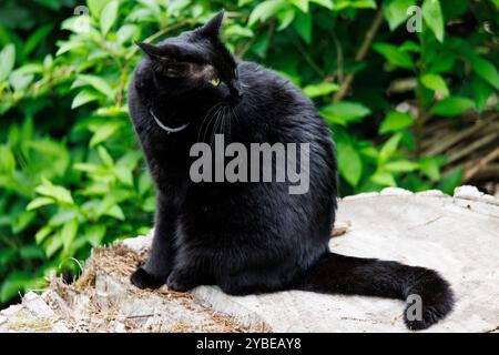 Un gatto di capelli corti neri addomesticato che guarda fuori dalla fotocamera Foto Stock