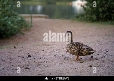 Donna domestica (Anas platyrhynchos) in piedi su una spiaggia pubblica per nuotare Foto Stock